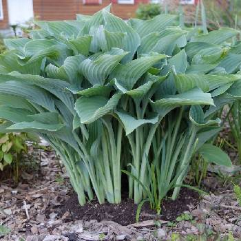 Хоста Hosta ‘Krossa Regal’